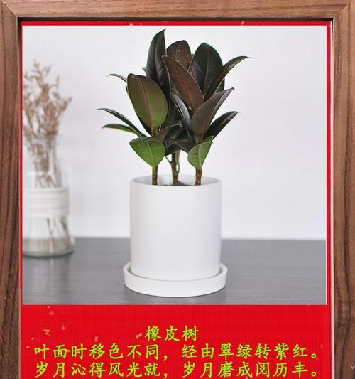橡皮树的种植方法和养护技巧是什么？