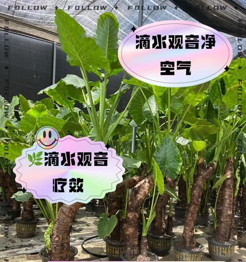 滴水观音应该施用什么肥料？