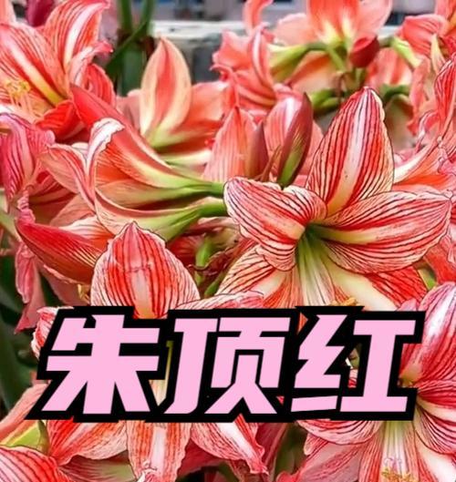 朱顶红浇水的正确方式是什么？