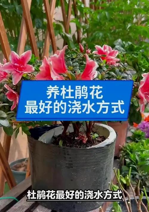 夏季杜鹃花的养护要点是什么？如何避免夏季杜鹃花枯萎？