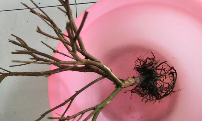 夏季杜鹃花的养护要点是什么？如何避免夏季杜鹃花枯萎？