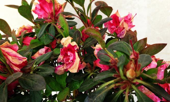 夏季杜鹃花的养护要点是什么？如何避免夏季杜鹃花枯萎？