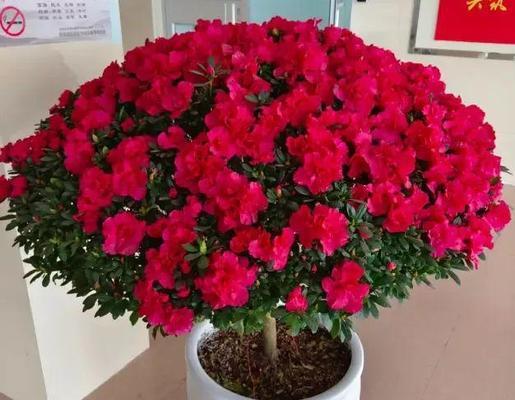 杜鹃新品种有哪些特点？如何选择最佳的杜鹃新品种？