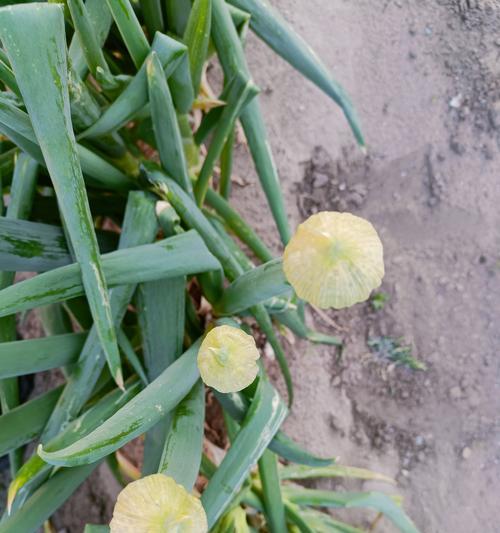 葱花的花语是什么？它代表了什么？