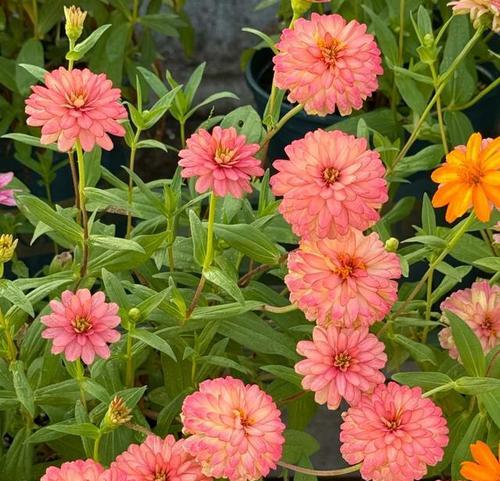 常见草花品种有哪些？如何进行草花品种的养护？