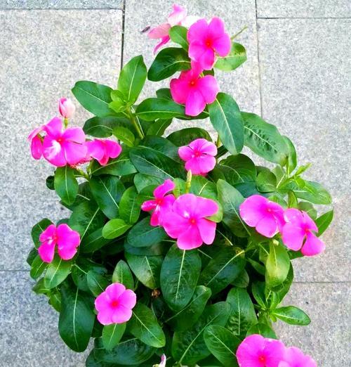 常见草花品种有哪些？如何进行草花品种的养护？
