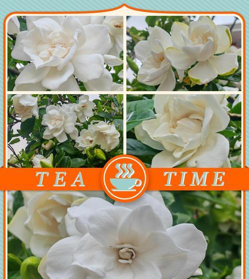 栀子花的花语是什么？栀子花的象征意义有哪些？
