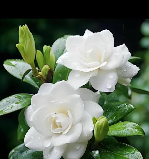 栀子花的花语是什么？栀子花的象征意义有哪些？