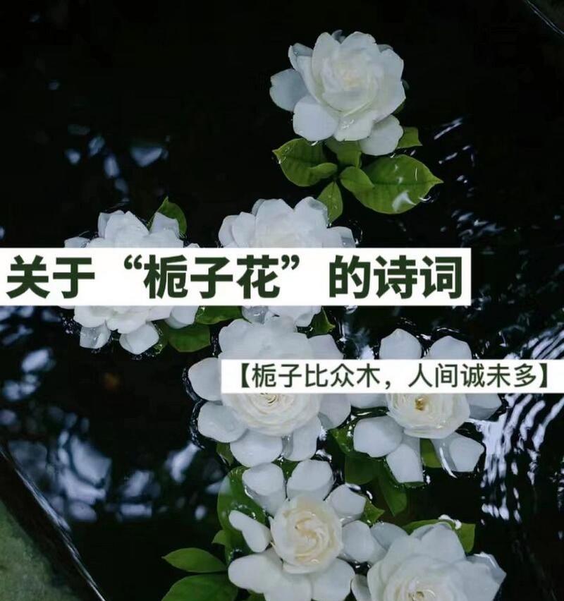 栀子花的花语是什么？栀子花的象征意义有哪些？