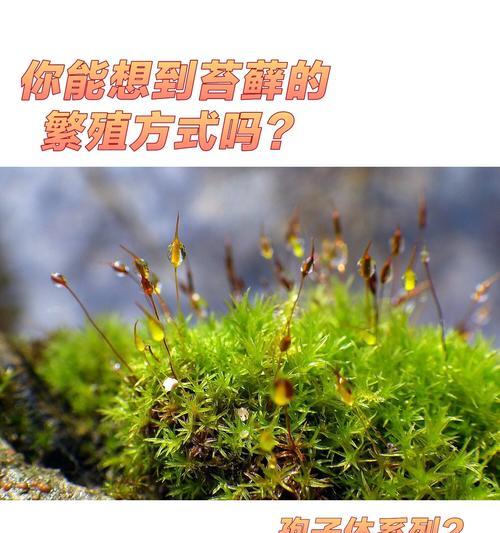 草的繁殖方式有哪些？