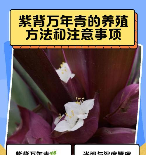 万年青怎么养？夏季浇水有哪些注意事项？