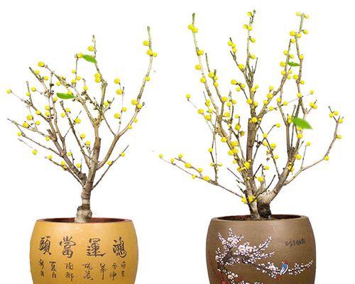 腊梅插植的步骤和注意事项是什么？