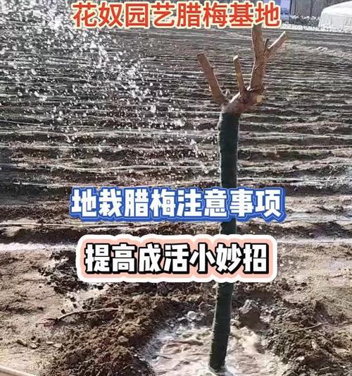腊梅插植的步骤和注意事项是什么？
