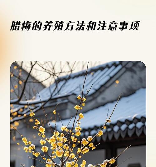 腊梅插植的步骤和注意事项是什么？