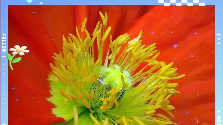 虞美人花什么样？虞美人的特征和花语是什么？