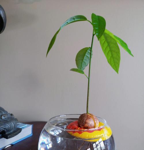 牛油果籽种植步骤是什么？牛油果籽种植后如何管理？