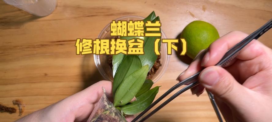 蝴蝶兰换盆时应选择哪种土壤？