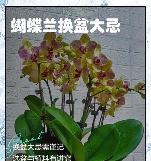 蝴蝶兰换盆时应选择哪种土壤？