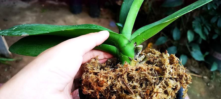 蝴蝶兰换盆时应选择哪种土壤？