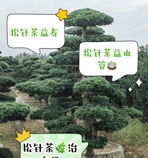 五针松的正确养护方法是什么？如何避免枝叶枯黄？