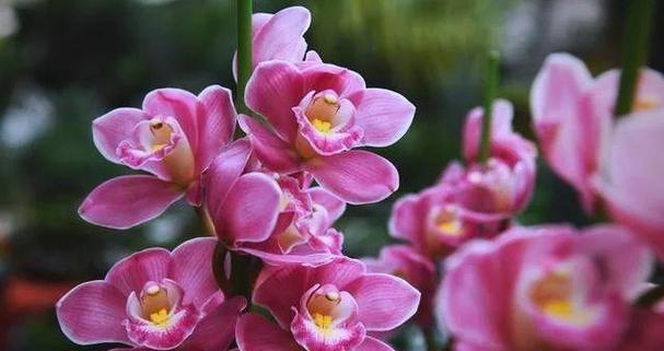 夏天如何养护惠兰？怎样避免高温带来的问题？