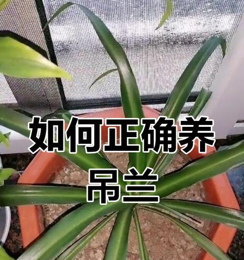吊兰水培需要注意什么？