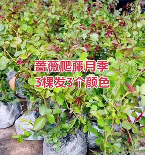 月季花苗的种植技巧有哪些？