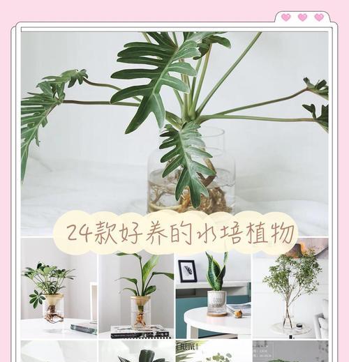 自制水培植物有哪些技巧？如何成功培养水培植物？