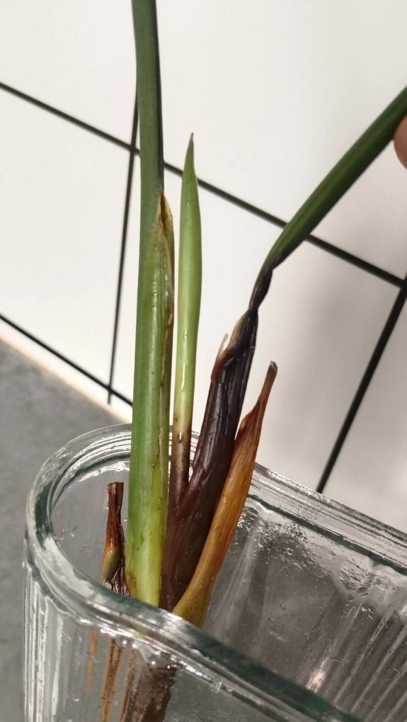 自制水培植物有哪些技巧？如何成功培养水培植物？