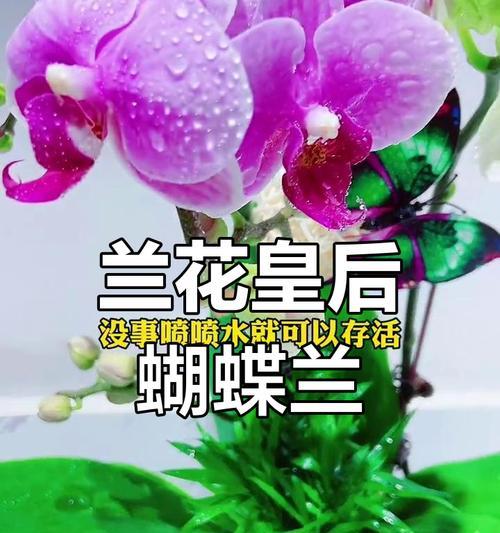 蝴蝶兰开花时间是什么时候？怎样促进蝴蝶兰开放？