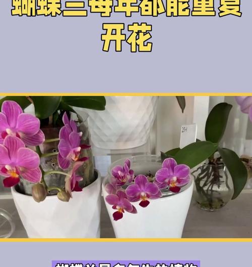 蝴蝶兰开花时间是什么时候？怎样促进蝴蝶兰开放？