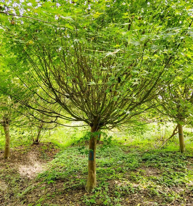 苗木种植属于哪个行业领域？苗木种植的市场前景如何？