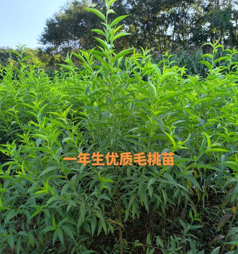 苗木种植属于哪个行业领域？苗木种植的市场前景如何？