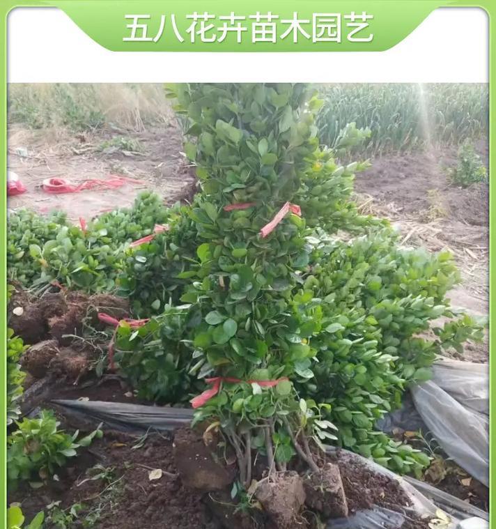 苗木种植属于哪个行业领域？苗木种植的市场前景如何？