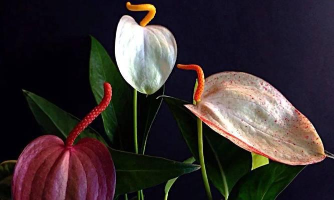 粉鹤植物的养护要点是什么？