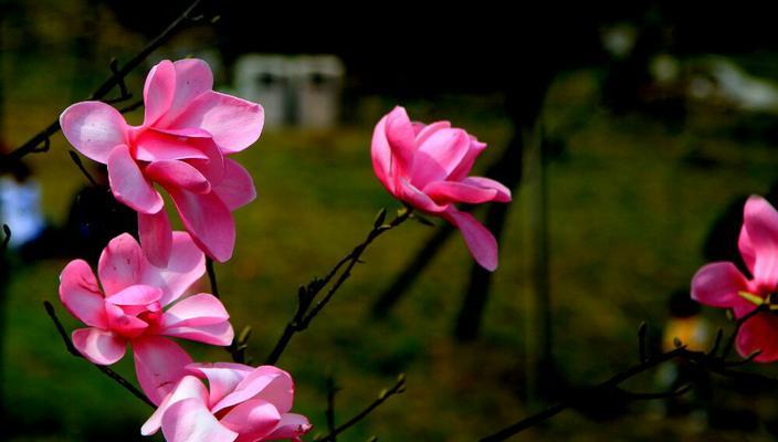 粉鹤植物的养护要点是什么？