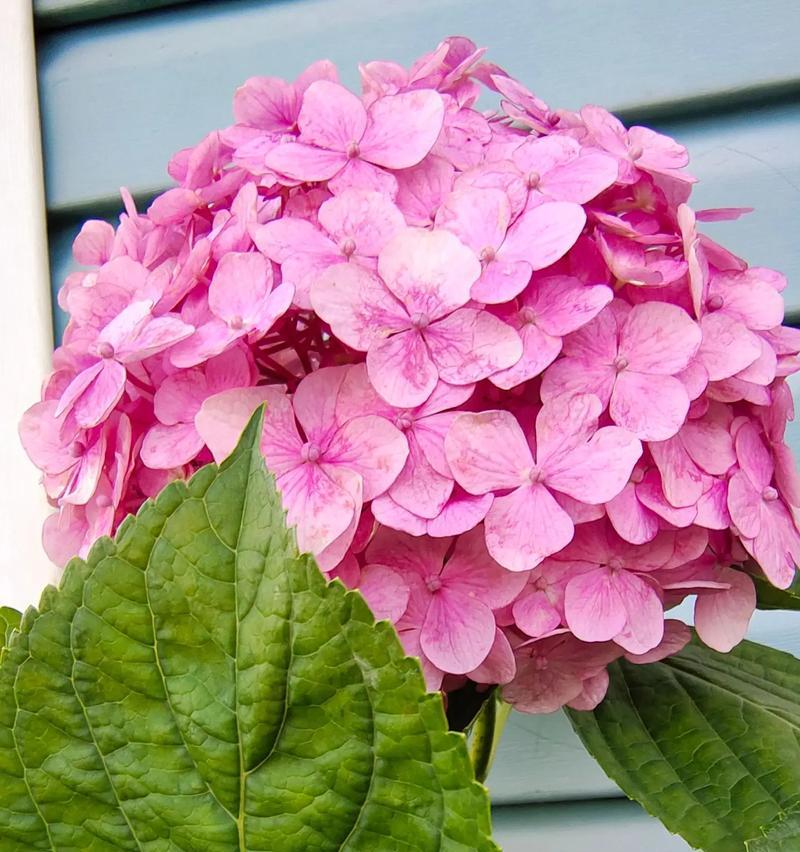 绣球花有哪些种类？它们的特点是什么？