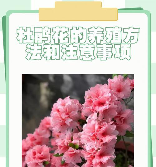 杜鹃花施肥的正确方法和时间？