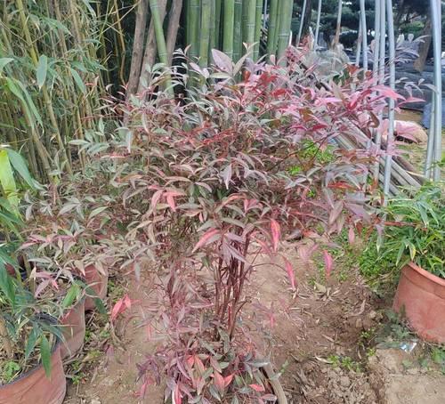 新品种花卉有哪些？如何选择新品种花卉？