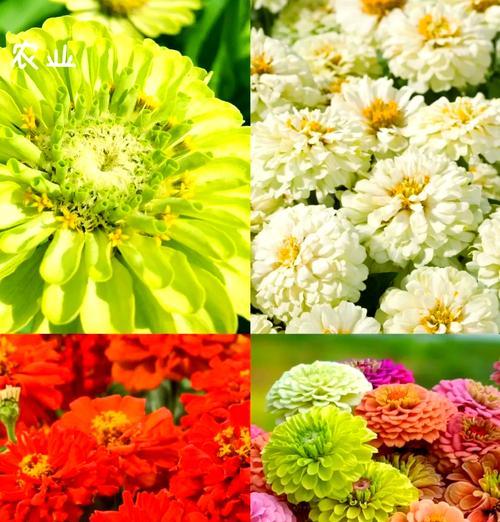 新品种花卉有哪些？如何选择新品种花卉？