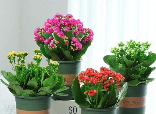 家庭盆栽花卉品种有哪些？如何选择适合的品种？