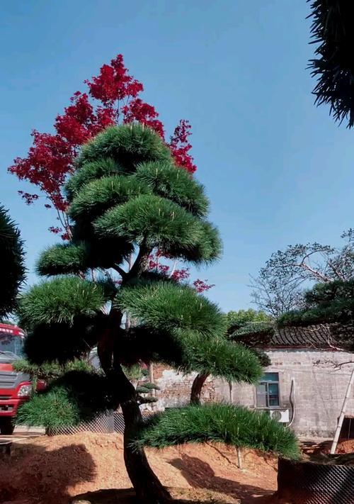 黑松不带泥土栽植方法是什么？