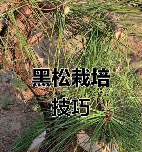 黑松不带泥土栽植方法是什么？