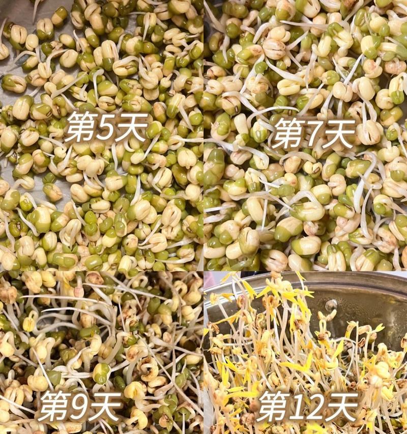 花豆芽发芽步骤详解？