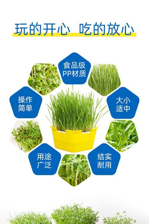 花豆芽发芽步骤详解？