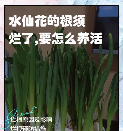 水培植物防烂根的有效措施有哪些？