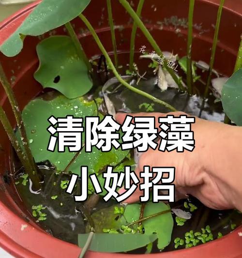 水培植物防烂根的有效措施有哪些？