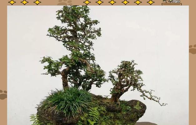 盆景树桩选择标准是什么？