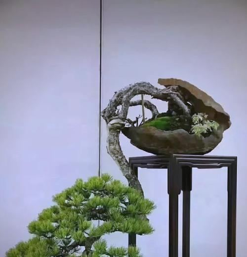 盆景树桩选择标准是什么？