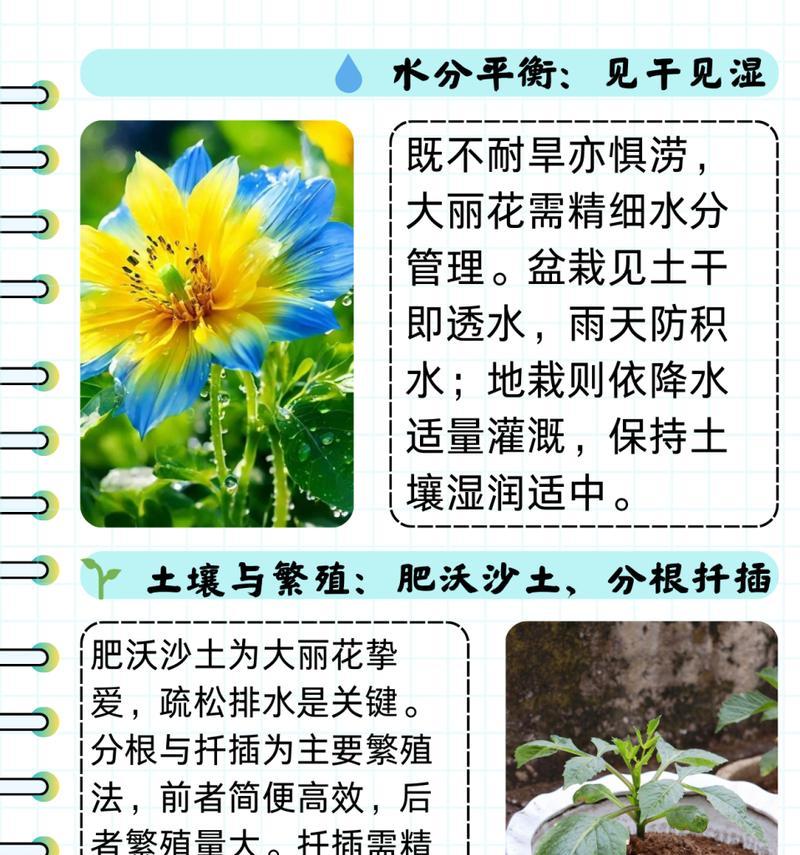 大丽花扦插步骤和注意事项是什么？